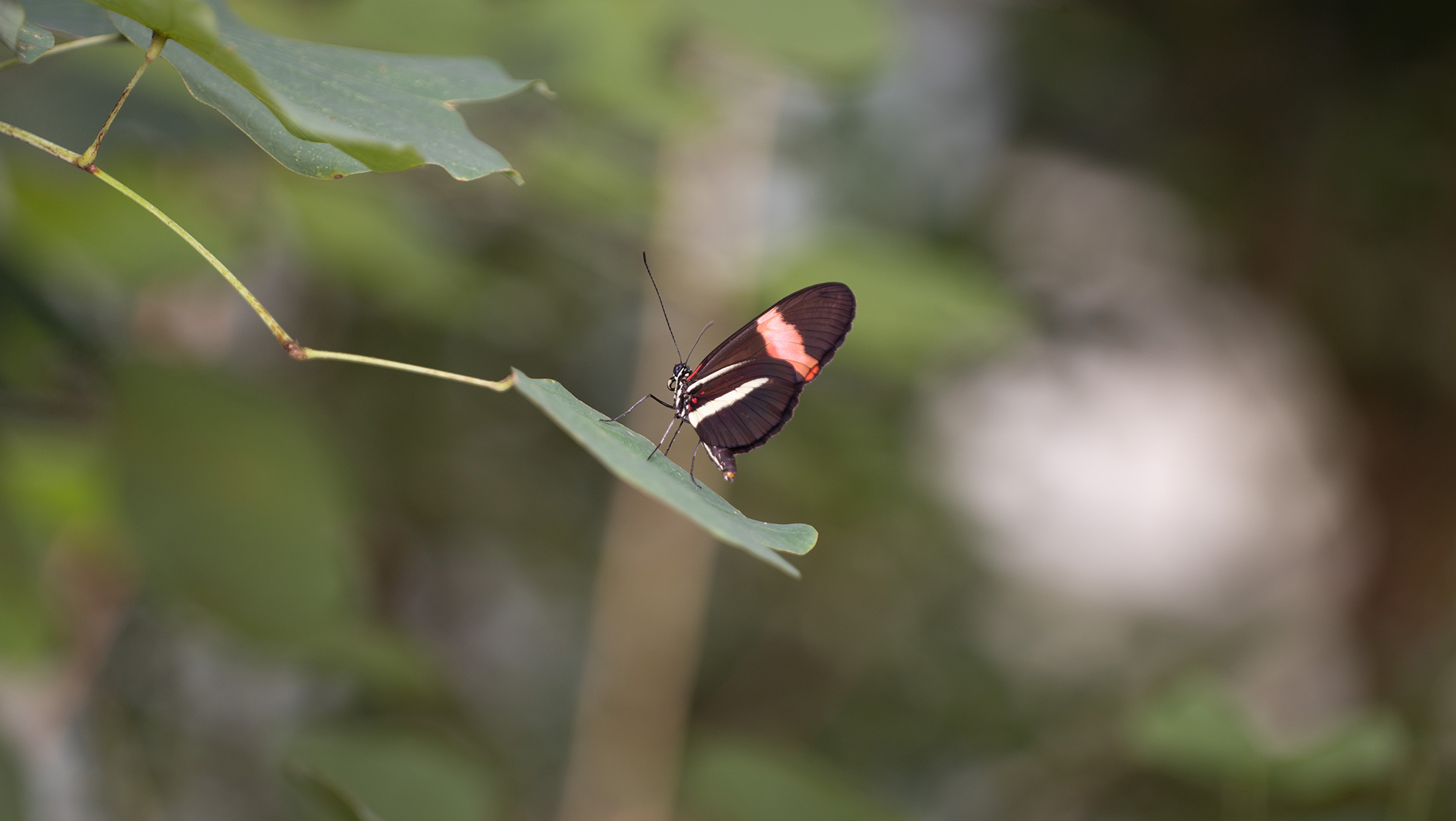Schmetterling im Papiliorama